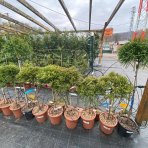 Kryptoméria japonská (Cryptomeria japonica) ´GLOBOSA NANA´ - výška 60-80 cm, kont. C9L (-26 °C) - NA KMIENKU